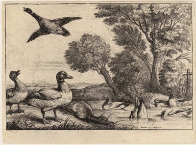 Neun Enten. Zustand 2 von Wenceslaus Hollar